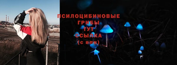 сатива Аркадак